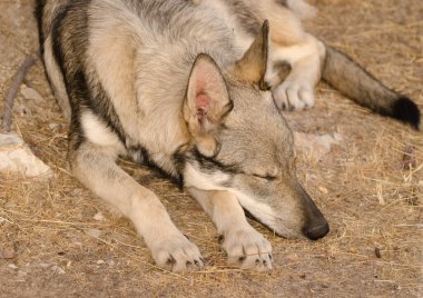 Köpek Lobito Herreno. Cruz de Pajonales. Tejeda. Büyük Kanarya. Kanarya Adaları. İspanya.