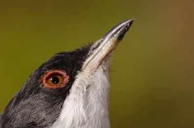 Erkek Sardunya bülbülü Curruca melanocephala löcogastra. Integral Inagua Doğal Rezervi. Büyük Kanarya. Kanarya Adaları. İspanya.