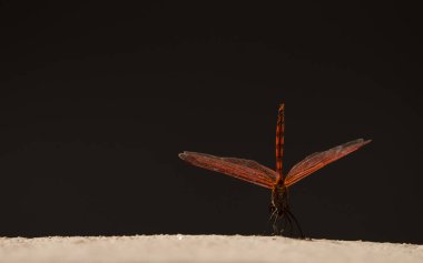 Trithemis arteriosa, erkek, kırmızı damarlı damlayan arteriosa. La Lajilla. Nublo Kırsal Parkı. La Aldea de San Nicolas. Büyük Kanarya. Kanarya Adaları. İspanya.