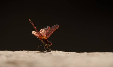 Erkek kırmızı damarlı damlayan Trithemis arteriosa. La Lajilla. Nublo Kırsal Parkı. La Aldea de San Nicolas. Büyük Kanarya. Kanarya Adaları. İspanya.