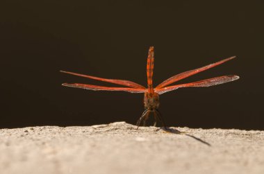 Trithemis arteriosa, erkek, kırmızı damarlı damlayan arteriosa. La Lajilla. Nublo Kırsal Parkı. La Aldea de San Nicolas. Büyük Kanarya. Kanarya Adaları. İspanya.