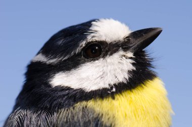 African blue tit Cyanistes teneriffae hedwigae. La Lajilla. The Nublo Rural Park. La Aldea de San Nicolas. Gran Canaria. Canary Islands. Spain.