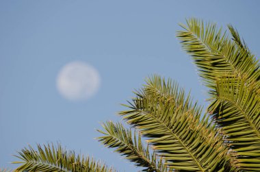 Kanarya Adası yaprakları, arka planda Phoneix kanaryasıyla dolunay ile kaplı. Anfi Tauro Golf 'ü. Mogan. Büyük Kanarya. Kanarya Adaları. İspanya.