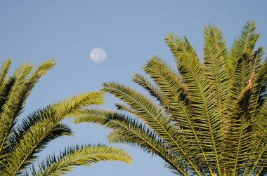 Kanarya Adasının yaprakları Phoenix kanaryasından ve arka planda dolunaydan oluşuyor. Anfi Tauro Golf 'ü. Mogan. Büyük Kanarya. Kanarya Adaları. İspanya.