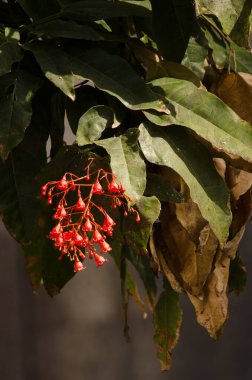Alev ağacı çiçekleri Brachychiton asifolius. Las Palmas de Gran Kanaryası. Büyük Kanarya. Kanarya Adaları. İspanya.