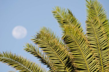Kanarya Adası yaprakları, arka planda Phoneix kanaryasıyla dolunay ile kaplı. Anfi Tauro Golf 'ü. Mogan. Büyük Kanarya. Kanarya Adaları. İspanya.