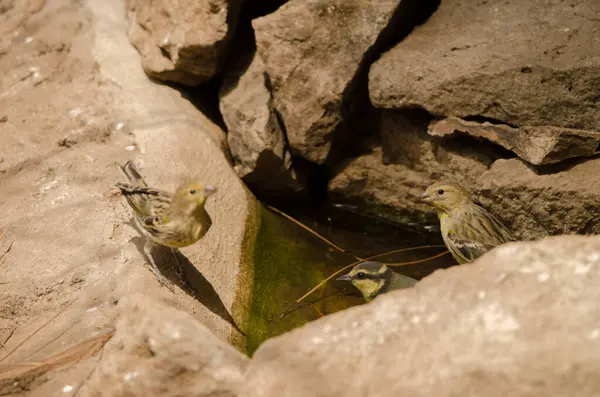 Atlantic canaries Serinus canaria and African blue tit drinking water at a spring. Integral Natural Reserve of Inagua. Gran Canaria. Canary Islands. Spain.