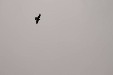 Kuzgun Corvus Corax Canariensis uçuyor. Cruz de Pajonales. Nublo Kırsal Parkı. Tejeda. Büyük Kanarya. Kanarya Adaları. İspanya.