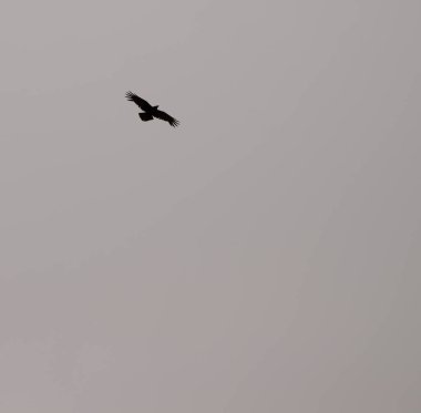 Kuzgun Corvus Corax Canariensis uçuyor. Cruz de Pajonales. Nublo Kırsal Parkı. Tejeda. Büyük Kanarya. Kanarya Adaları. İspanya.