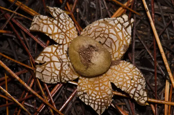 Higroskopik dünya yıldızı Astraeus hygrometricus. Integral Inagua Doğal Rezervi. Büyük Kanarya. Kanarya Adaları. İspanya.