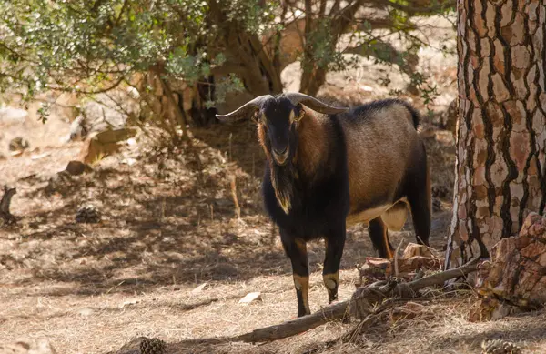 Erkek vahşi keçi Capra hircus. Integral Inagua Doğal Rezervi. Tejeda. Büyük Kanarya. Kanarya Adaları. İspanya.