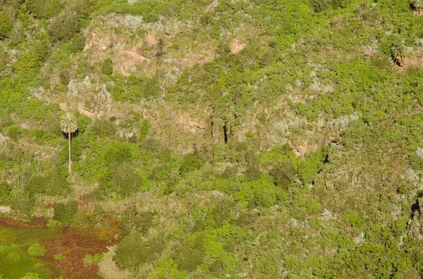 Kanarya Adası 'nda palmiye anka kuşu kanaryası var. Rapador vadisi. Valleseco 'da. Büyük Kanarya. Kanarya Adaları. İspanya.