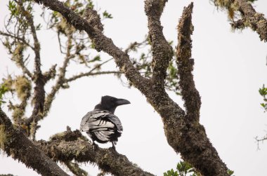 Kuzgun Corvus corax canariensis. Garajonay Ulusal Parkı. La Gomera. Kanarya Adaları. İspanya.