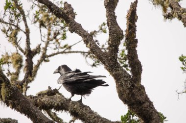 Kuzgun Corvus corax canariensis. Garajonay Ulusal Parkı. La Gomera. Kanarya Adaları. İspanya.