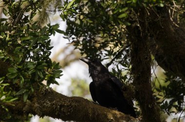 Kuzgun Corvus corax canariensis. Garajonay Ulusal Parkı. La Gomera. Kanarya Adaları. İspanya.