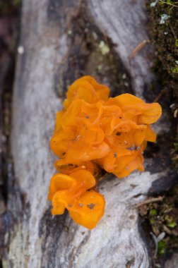 Sarı beyinli Tremella mezenterica. Garajonay Ulusal Parkı. La Gomera. Kanarya Adaları. İspanya.