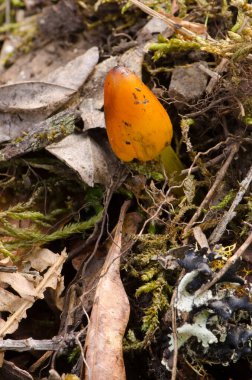 Cadıların şapkası Hygrocybe conica defne ormanının zemininde. Garajonay Ulusal Parkı. La Gomera. Kanarya Adaları. İspanya.