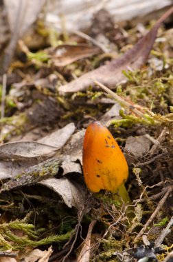 Cadıların şapkası Hygrocybe conica defne ormanının zemininde. Garajonay Ulusal Parkı. La Gomera. Kanarya Adaları. İspanya.