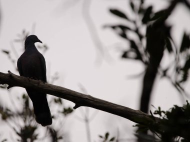 Bolle 'un güvercin Columba boll' u bir ağaçta. Garajonay Ulusal Parkı. La Gomera. Kanarya Adaları. İspanya.