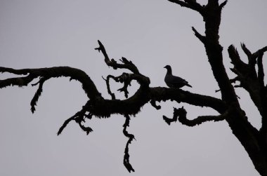 Bolle 'un güvercini Columba Bolli. Garajonay Ulusal Parkı. La Gomera. Kanarya Adaları. İspanya.