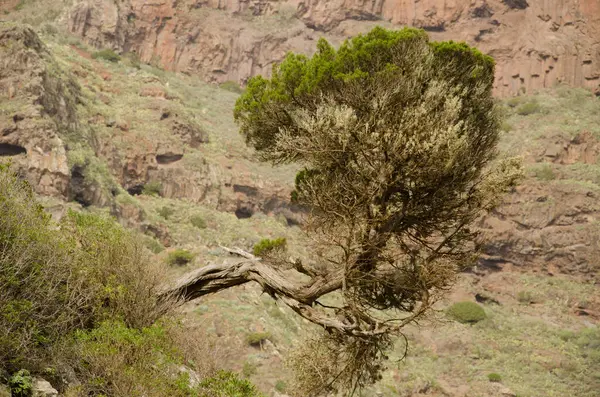 Juniperus türbinata canariensis. Agulo. La Gomera. Kanarya Adaları. İspanya.