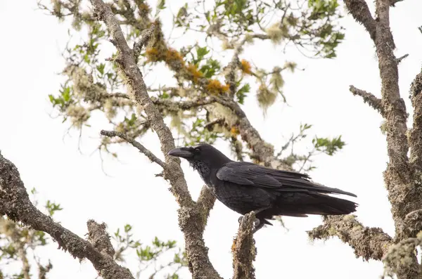 Kuzgun Corvus corax canariensis. Garajonay Ulusal Parkı. La Gomera. Kanarya Adaları. İspanya.