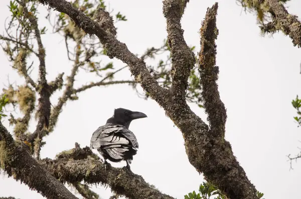 Kuzgun Corvus corax canariensis. Garajonay Ulusal Parkı. La Gomera. Kanarya Adaları. İspanya.