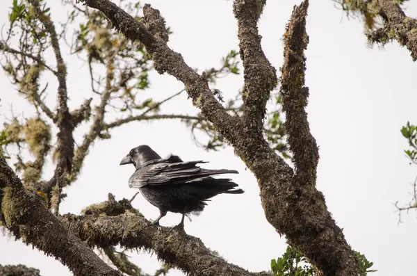 Kuzgun Corvus corax canariensis. Garajonay Ulusal Parkı. La Gomera. Kanarya Adaları. İspanya.