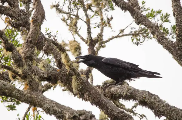 Kuzgun Corvus Corax Canariensis arıyor. Garajonay Ulusal Parkı. La Gomera. Kanarya Adaları. İspanya.