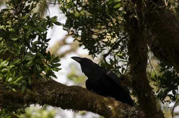 Kuzgun Corvus corax canariensis. Garajonay Ulusal Parkı. La Gomera. Kanarya Adaları. İspanya.