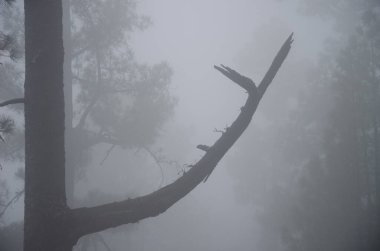 Kanarya Adası çam ağacı kanaryasının sisli bir dalı. Integral Inagua Doğal Rezervi. Büyük Kanarya. Kanarya Adaları. İspanya.