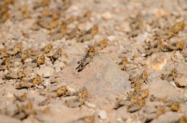 Fas çekirgesi Dociostaurus maroccanus 'un Hopper grubu. Integral Inagua Doğal Rezervi. Tejeda. Büyük Kanarya. Kanarya Adaları. İspanya.