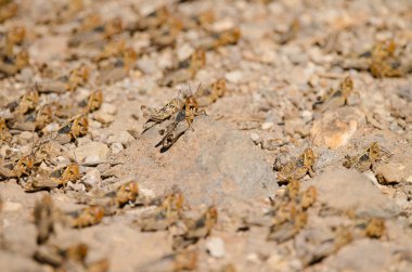 Fas çekirgesi Dociostaurus maroccanus 'un Hopper grubu. Integral Inagua Doğal Rezervi. Tejeda. Büyük Kanarya. Kanarya Adaları. İspanya.