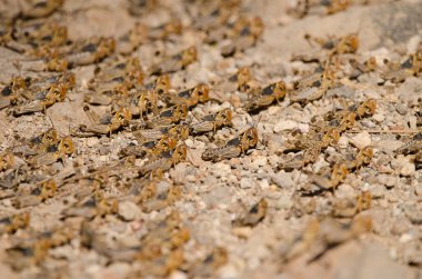Fas çekirgesi Dociostaurus maroccanus 'un Hopper grubu. Integral Inagua Doğal Rezervi. Tejeda. Büyük Kanarya. Kanarya Adaları. İspanya.
