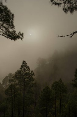 Forest of Canary Island pine Pinus canariensis at dawn. Integral Natural Reserve of Inagua. Gran Canaria. Canary Islands. Spain.