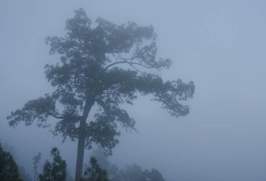 Kanarya Adası çam çamı kanaryası siste. Integral Inagua Doğal Rezervi. Büyük Kanarya. Kanarya Adaları. İspanya.