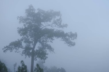Kanarya Adası çam çamı kanaryası siste. Integral Inagua Doğal Rezervi. Büyük Kanarya. Kanarya Adaları. İspanya.