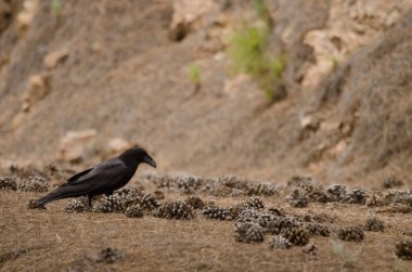 Kuzgun Corvus Corax Canariensis orman zemininde yiyecek arıyor. Integral Inagua Doğal Rezervi. Büyük Kanarya. Kanarya Adaları. İspanya.