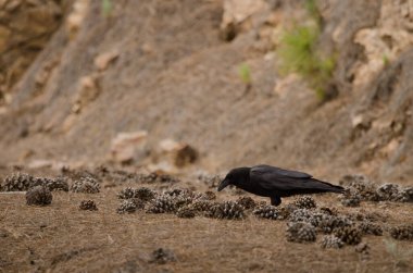 Kuzgun Corvus Corax Canariensis orman zemininde yiyecek arıyor. Integral Inagua Doğal Rezervi. Büyük Kanarya. Kanarya Adaları. İspanya.