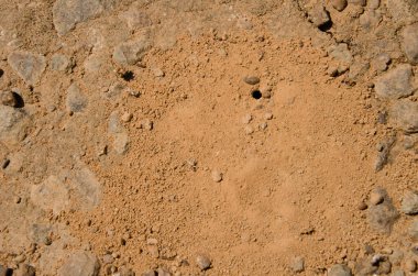 Örümcek yuvası. Integral Inagua Doğal Rezervi. Büyük Kanarya. Kanarya Adaları. İspanya.