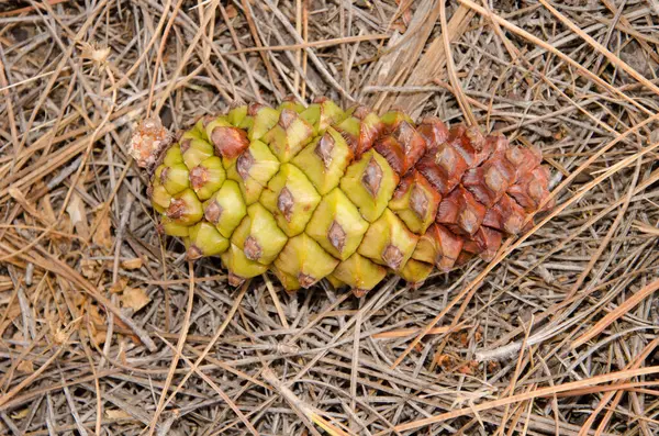 Kanarya adası Pinus kanaryasının olgunlaşmamış dişi konisi orman zemininde. Integral Inagua Doğal Rezervi. Büyük Kanarya. Kanarya Adaları. İspanya.
