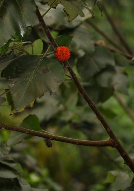 Kağıt meyveli dut broussonetia papirfera. Kızıl Nehir. Hanoi. Vietnam.