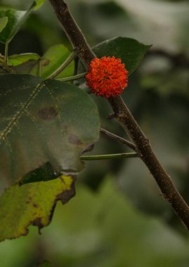 Kağıt meyveli dut broussonetia papirfera. Kızıl Nehir. Hanoi. Vietnam.