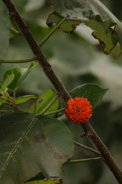 Kağıt meyveli dut broussonetia papirfera. Kızıl Nehir. Hanoi. Vietnam.