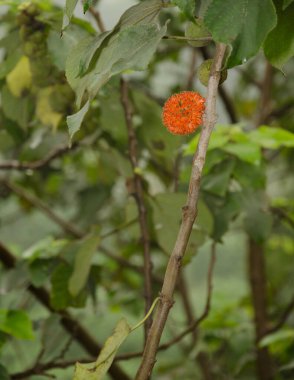 Kağıt meyveli dut broussonetia papirfera. Kızıl Nehir. Hanoi. Vietnam.