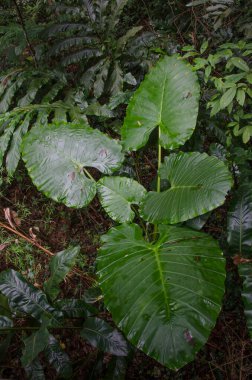 Gece kokulu Lily Alocasia odora. Cat Ba Ulusal Parkı. Kedi maması adası. Vietnam.