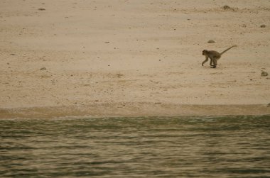 Genç Rhesus Macaca Mulatta sahilde. Maymun Adası. Kedi Ba Takımadası. Vietnam.