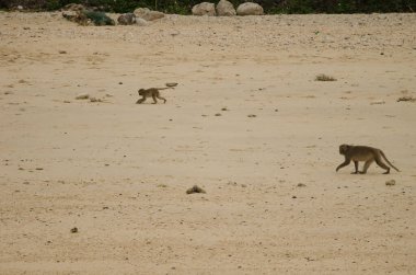 Sahildeki Rhesus Macaca Mulatta. Maymun Adası. Kedi Ba Takımadası. Vietnam.
