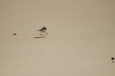 Beyaz kuyruklu Motacilla Alba kumsalda yürüyor. Cat Co 3 Plajı. Kedi maması adası. Kedi Ba Takımadası. Vietnam.