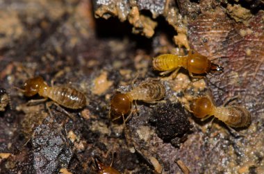 Termitler Nasutitermes sp. Cat Ba Ulusal Parkı. Kedi Ba Takımadası. Vietnam.